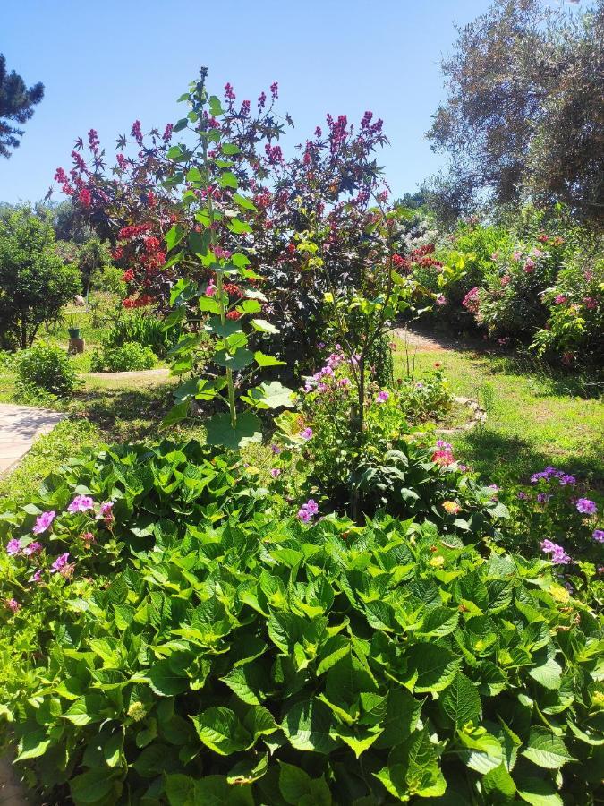Tetraktys Estate Beachside Υδωρ Ágios Matthaíos Dış mekan fotoğraf