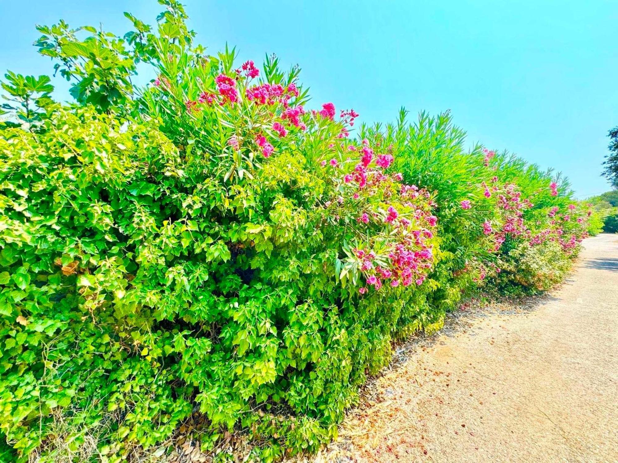 Tetraktys Estate Beachside Υδωρ Ágios Matthaíos Dış mekan fotoğraf